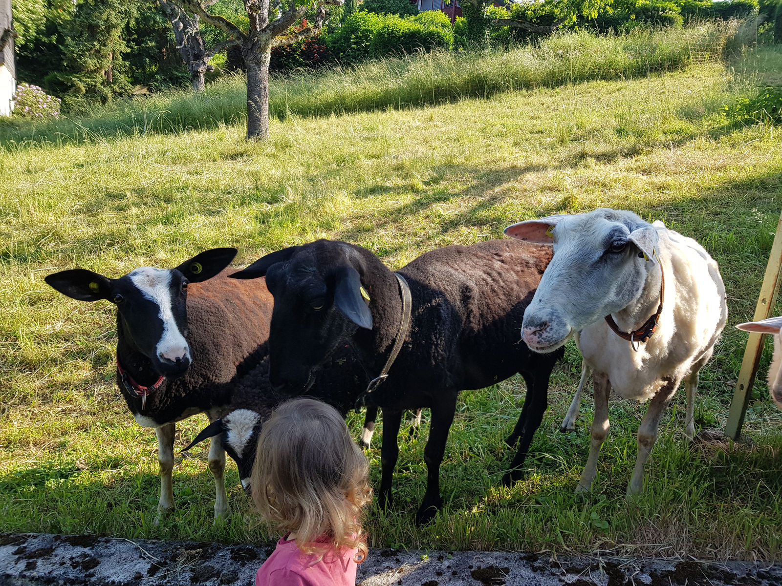 Drei Milchschafe stehen nebeneinander auf der Abendweide, ein schwarz-weiss geflecktes mit weisser Blesse, ein schwarzes und ein weisses. Im Vordergrund schaut ein kleines Kind zu ihnen hoch.